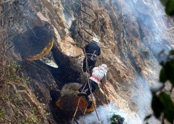 पितापुर्खाको सीप पछ्याउँदै मह सिकार