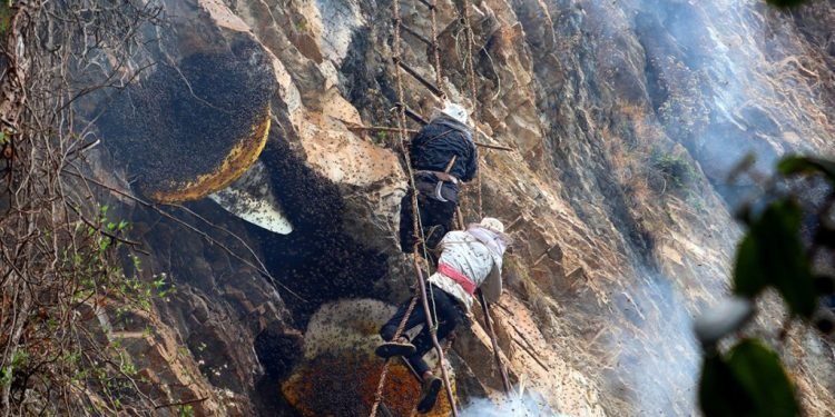 पितापुर्खाको सीप पछ्याउँदै मह सिकार