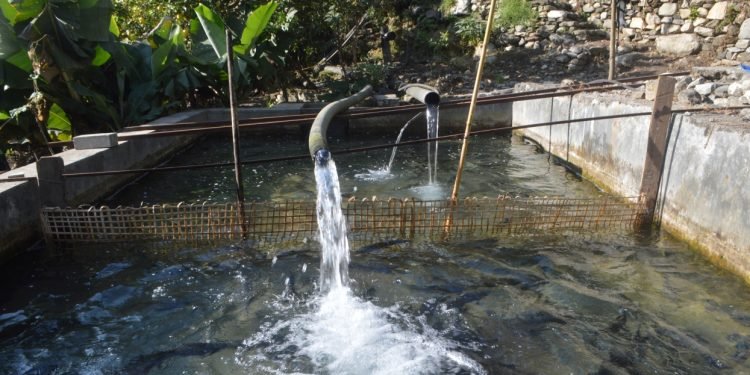 ‘खोर्लाबेँसीमा उत्पादित ट्राउट माछाको माग धान्नै सकिएन’