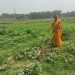 तरकारी खेतीबाट मनग्य आम्दानी