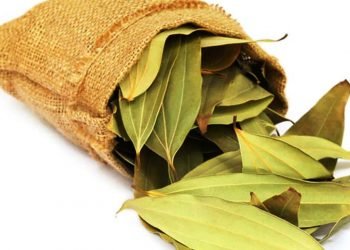 औषधीय गुणले भरिपूर्ण हुन्छ तेजपात