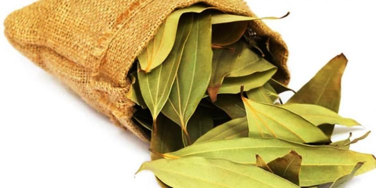 औषधीय गुणले भरिपूर्ण हुन्छ तेजपात