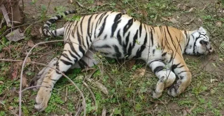 दुई जनाको ज्यान लिएको नरभक्षी बाघको मृत्यु