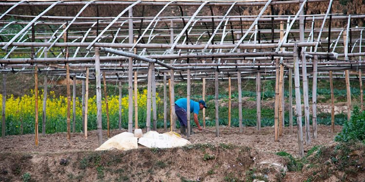 उर्वराशक्ति बढाउन प्राकृतिक खेती अभियान सुरु
