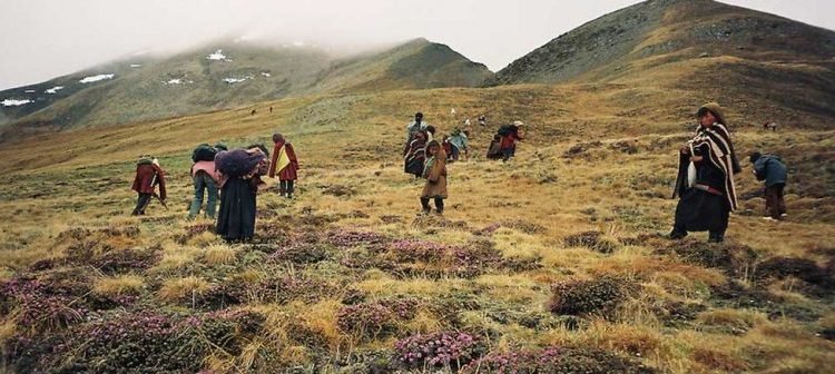 सुरक्षा टोलीसहित यार्सा सङ्कलनमा पुगे मनाङवासी