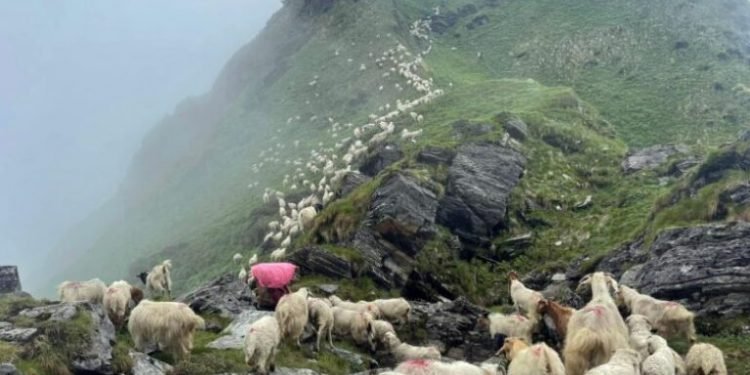 भेडापालनबाट वार्षिक ४० लाख आम्दानी गर्दै घर्ती