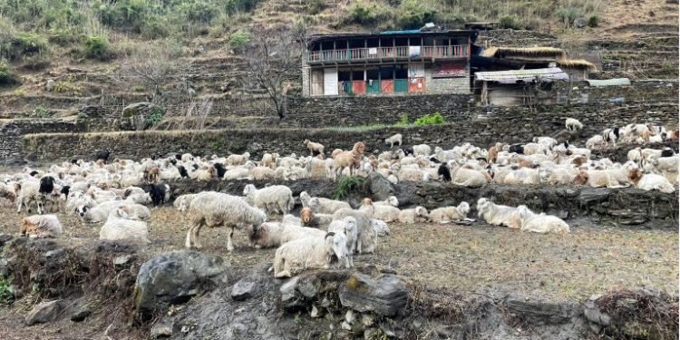 जुम्लाका किसानलाई भेडा वितरण