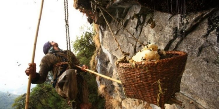 भिर मौरीको मह सिकारबाट मनग्य आम्दानी