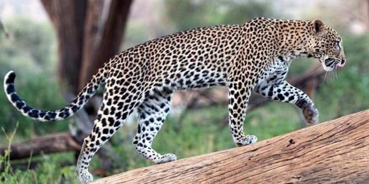 बर्दियामा चितुवा नियन्त्रणमा लिइयो