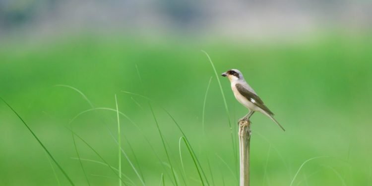 ‘लेसर ग्रे स्राइक’ जातको नयाँ चरो भक्तपुरमा देखियो