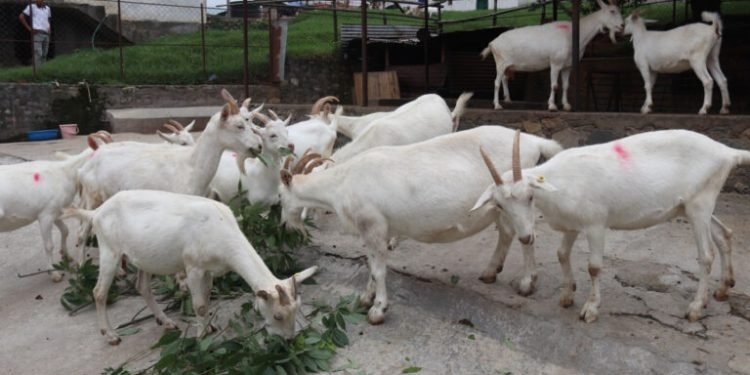 चित्लाङमा दूध दिने बाख्रा विकास गरिँदै