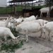 चित्लाङमा दूध दिने बाख्रा विकास गरिँदै