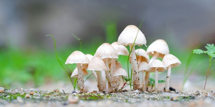 च्याउ खाँदा तनहुँमा ५ जना बिरामी