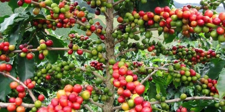 तनहुँमा ‘एक घर, दश कफीका बिरुवा’ अभियान