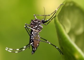 लामखुट्टे टोकाइबाट बच्ने उपायहरू