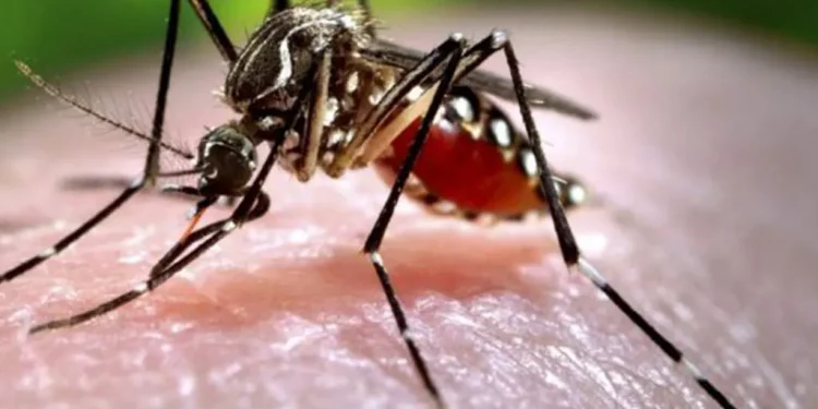 ७१ जिल्लामा फैलियो डेंगु सङ्क्रमण