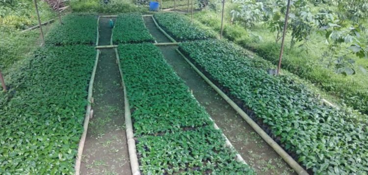 शुक्लागण्डकीमा पाँच हजार कफीका बिरुवा वितरण