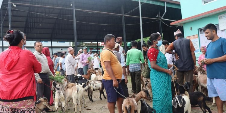 धरानको कृषि बजारमा खसी, बोकाको बिक्री बढ्दै