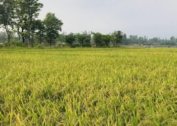 चैते धान खेतीतर्फ आकर्षण बढ्दै