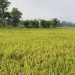 चैते धान खेतीतर्फ आकर्षण बढ्दै