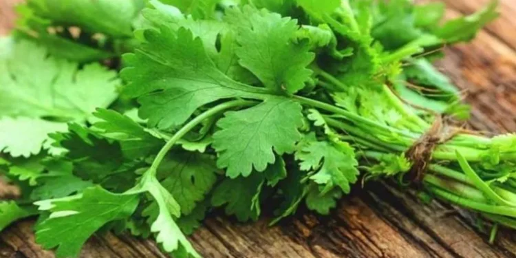 औषधिको धनी धनिया