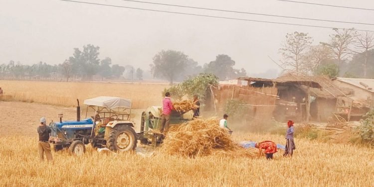धनुषामा गहुँ उत्पादनमा कमी