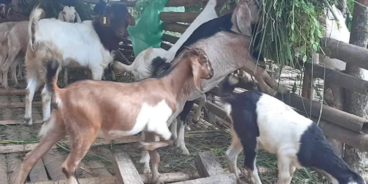 एकल महिलाको जीविकोपार्जनमा सघाउन बाख्रा वितरण