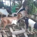 एकल महिलाको जीविकोपार्जनमा सघाउन बाख्रा वितरण