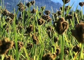 हेल्थ टिप्सः कोदो खानुको महत्व