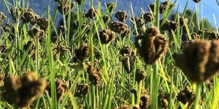 हेल्थ टिप्सः कोदो खानुको महत्व