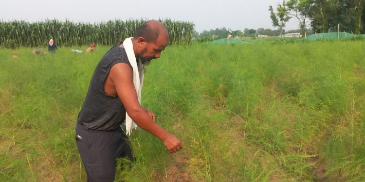 कुरिलोखेतीबाट एकै याममा सात लाख मुनाफा