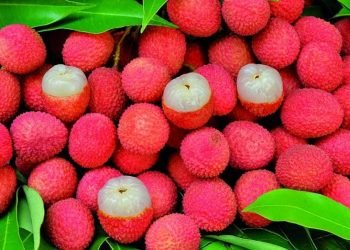 लिची खाँदा ध्यानदिनैपर्ने कुरा