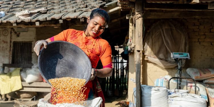 युएसएडको सहयोगमा व्यवसायीक मकै खेती, ६० प्रतिशत उत्पादन बढ्यो
