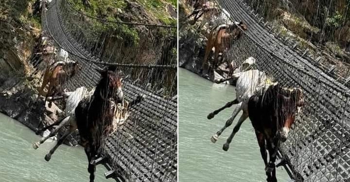 दैलेखमा कर्णाली नदीको झोलुङ्गे पुलमा खच्चर फसे