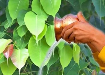 धार्मिक महत्वको पीपल औषधीय गुणले पनि भरिपूर्ण