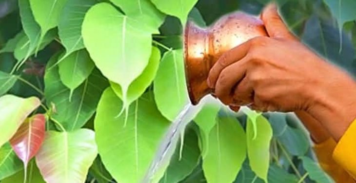 धार्मिक महत्वको पीपल औषधीय गुणले पनि भरिपूर्ण