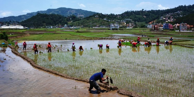 पचास प्रतिशत रोपाइँ मनसुनी वर्षाकै भरमा