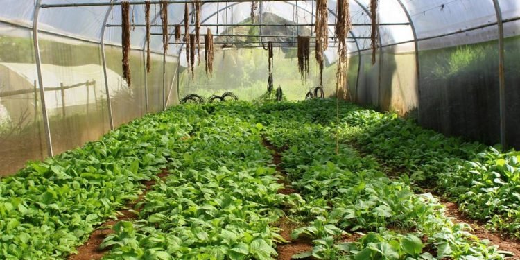 सागसब्जी बेचेर पर्वतको शालिजावासी भित्र्याउँछन् पाँच करोड