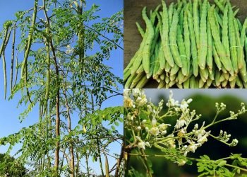 सजिउनमा पाइन्छ यति धेरै गुण