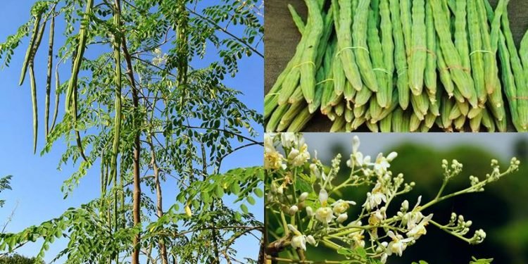 सजिउनमा पाइन्छ यति धेरै गुण