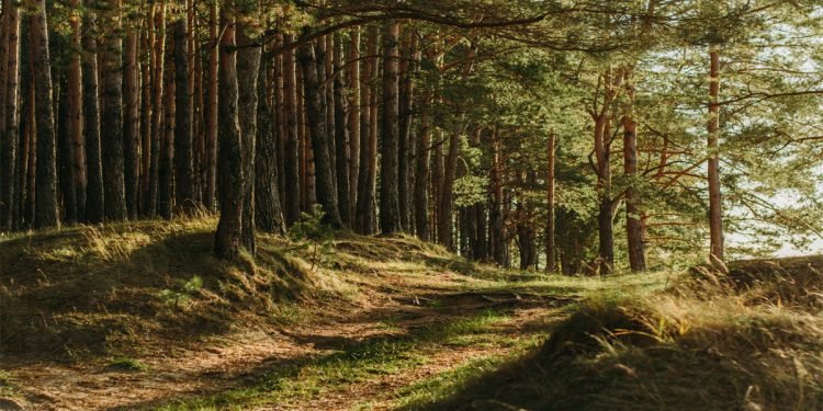 सर्लाहीका ९१ निजी वनमा २६ प्रजातिका बोटबिरुवा