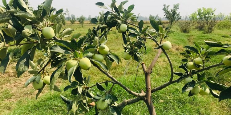 फलफूलका बिरुवा रोप्ने किसानलाई अनुदान