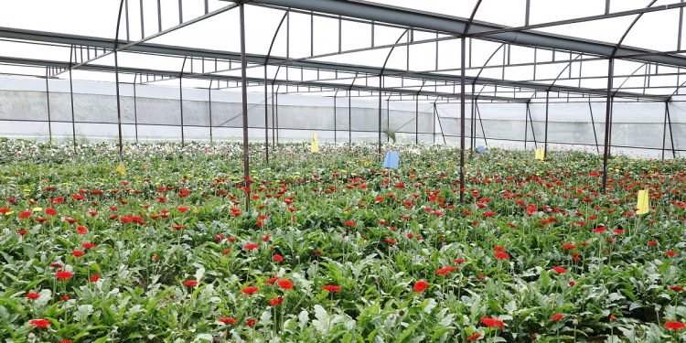 ‘जरबेरा फूलखेती’ मा मनग्य आम्दानी, किसान आकर्षित