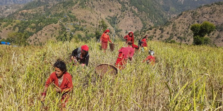 कोदो उत्पादन बढाउन उपाध्यक्षसँग कृषि कार्यक्रम