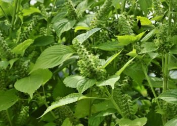 हेल्थ टिप्स्ः बहुगुणी सिलाम
