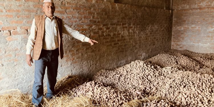 आलु प्रवर्द्धन कार्यक्रमले २७ सय क्षेत्र विस्तार