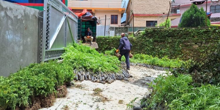 बेरोजगारी हटाउन वन कार्यालयले बाड्याे फलफूल र जडीबुटीका बिरुवा