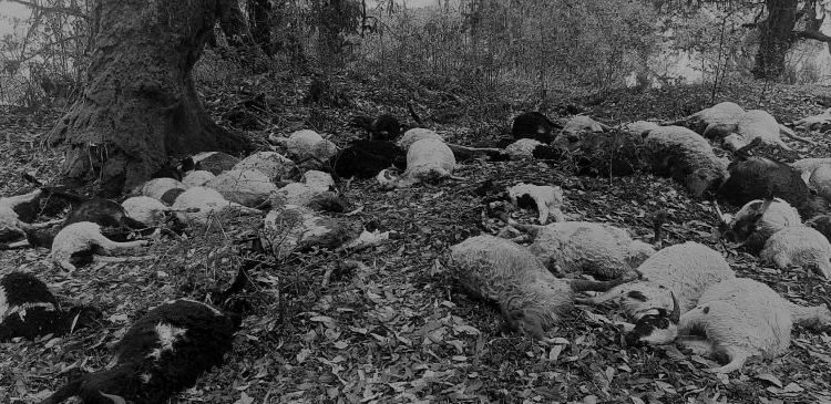 चट्याङ पर्दा जुम्लामा एक सय भेडा मरे