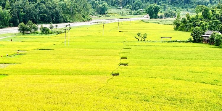 किसानले भित्र्याउन पाएनन् चैतेधान
