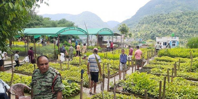 पशुपालनलाई प्रोत्साहन गर्न डाँलेघाँस उत्पादन
